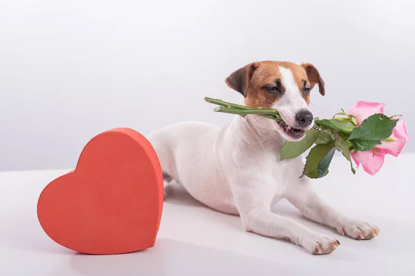 Jack Russell Terrier segura flores na boca e senta-se ao lado de uma caixa em forma de coração. Um cão dá um presente romântico em uma data — Fotografia de Stock