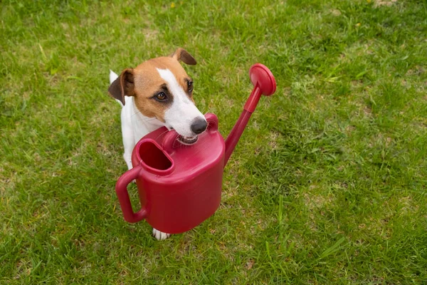 Dog Jack Russell Terrier áll a gyepen, és tart egy öntözőkannát — Stock Fotó