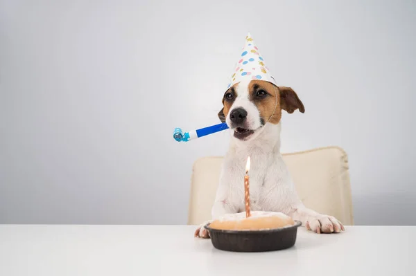 Cão engraçado Jack Russell Terrier vestido com um boné de aniversário segurando um apito em um fundo branco. O filhote de cachorro se senta na mesa em frente à torta de vela — Fotografia de Stock