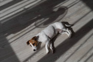 Jack Russell teriyer köpeği ahşap zeminde. Perdelerin ve vantilatörün gölgesi