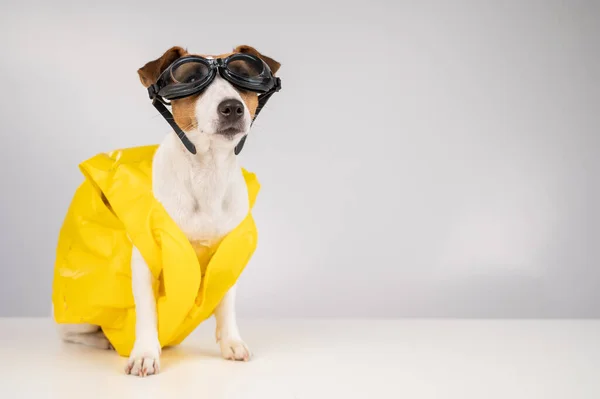 Retrato de Jack Russell cão terrier em colete salva-vidas e óculos para snorkeling no fundo branco. — Fotografia de Stock