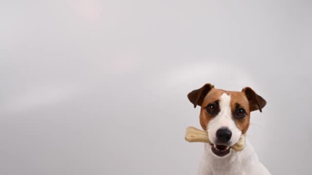 Le propriétaire prend l'os du chien. Jack Russell terrier manger rawhide traiter. — Video