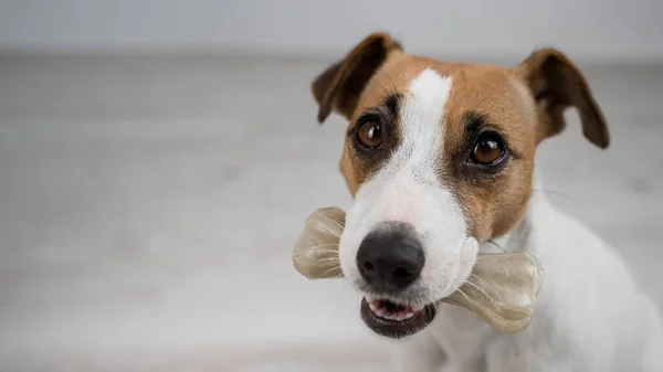 Собака держит кость во рту. Джек Рассел терьер, поедающий сыроежку. — стоковое фото