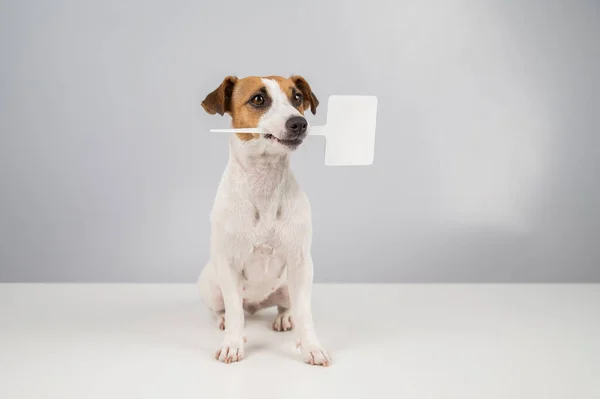 Jack Russell Terrier holds a sign in his mouth on a white background. The dog is holding a mock ad. — Stock Photo, Image