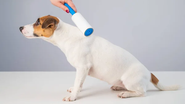 A woman uses a sticky roller to remove hair on a dog — Stock Photo, Image