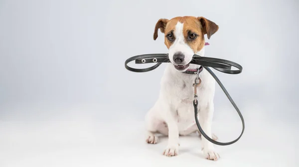 Beyaz arka planda tasması olan Jack Russell Terrier köpeği.. — Stok fotoğraf