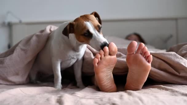 Le chien Jack Russell Terrier couche avec la maîtresse sur le lit et lui lèche les pieds — Video