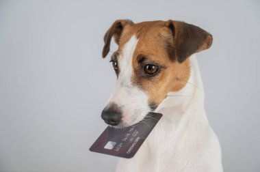 Jack Russell Teriyer Köpek Tutma Kredi Kartı