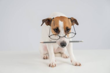 Jack Russell Terrier Köpeği Gözlüklü Kalem Tutucu