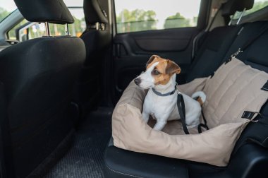 Jack Russell Terrier Köpeği Özel Araba Koltuğunda