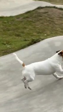 Jack Russell Terrier sonbaharda bir kaykay parkının slaytlarında koşar.