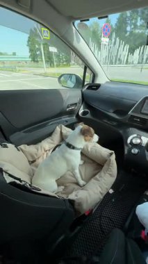 Jack Russell Terrier Köpeği Özel Araba Koltuğunda