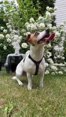 Jack Russell Terrier köpeği seyahat gemisine girdi