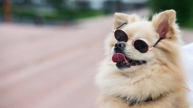 Yürüyüşte güneş gözlüğü takan sevimli Pomeranian.