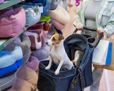 Bir kadın evcil hayvan dükkanında Jack Russell Terrier köpeği ile bebek arabasında alışveriş yapıyor.