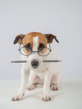 Jack Russell Terrier Köpeği Gözlüklü Kalem Tutucu