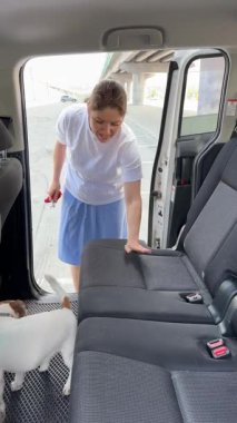 Beyaz kadın köpeğiyle arabayla seyahat ediyor. Sahibi Jack Russell Terrier 'ı emniyet kemeriyle bağlıyor.