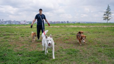Beyaz bir adam üç köpekle yürür. Köpek gezdirici