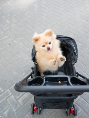 Evcil bebek arabasında şirin bir köpek.