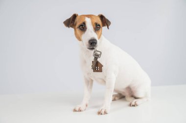 Beyaz arka planda Jack Russell Terrier Köpek Bekleme Evi Anahtarları