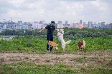Beyaz bir adam üç köpekle yürür. Köpek gezdirici