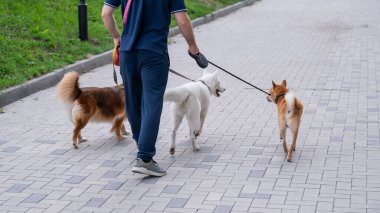 Bir adam üç farklı köpeği gezdirir.