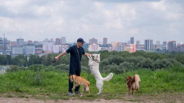 Beyaz bir adam üç köpekle yürür. Köpek gezdirici
