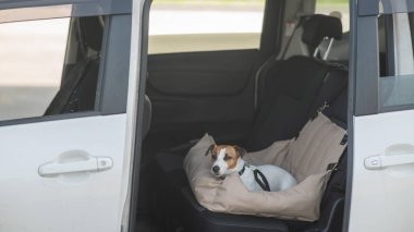 Jack Russell Terrier Köpeği Özel Araba Koltuğunda
