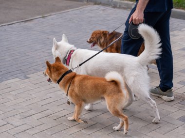 Adam köpek bakıcısı olarak çalışıyor.