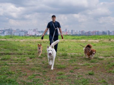 Beyaz bir adam üç köpekle yürür. Köpek gezdirici
