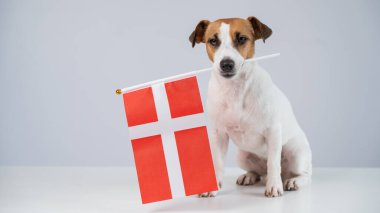 Beyaz arka planda Danimarka bayrağı tutan Jack Russell Terrier köpeği