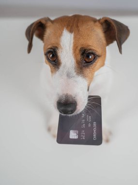 Jack Russell Teriyer Köpek Tutma Kredi Kartı