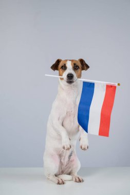 Beyaz arka planda Hollanda bayrağı tutan Jack Russell Terrier köpeği