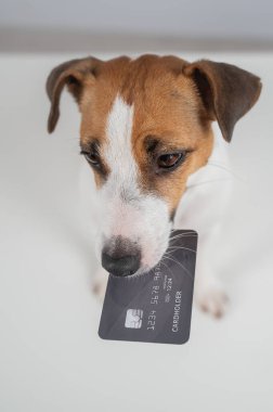Jack Russell Teriyer Köpek Tutma Kredi Kartı