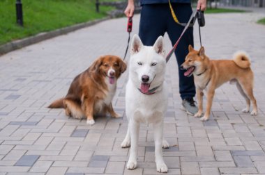 Adam köpek bakıcısı olarak çalışıyor.