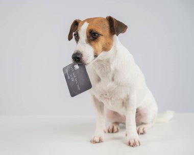 Ağzında beyaz bir banka kartı olan akıllı bir köpek.