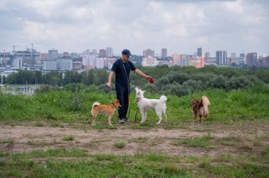 Beyaz bir adam üç köpekle yürür. Köpek gezdirici