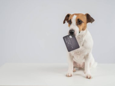 Ağzında beyaz bir banka kartı olan akıllı bir köpek.