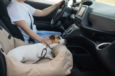Beyaz kadın köpeğiyle arabayla seyahat ediyor. Jack Russell Terrier özel bir araba koltuğunda