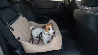 Jack Russell Terrier Köpeği Özel Araba Koltuğunda