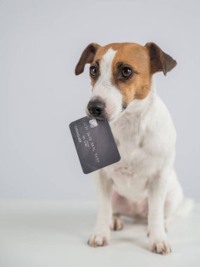 Ağzında beyaz bir banka kartı olan akıllı bir köpek.