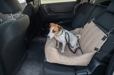 Jack Russell Terrier Köpeği Özel Araba Koltuğunda
