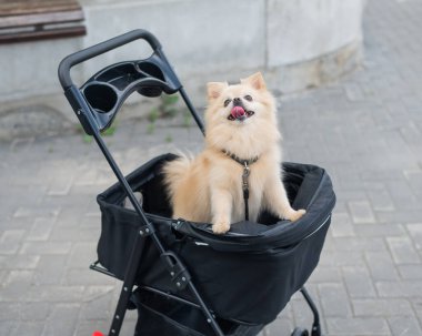 Evcil bebek arabasında şirin bir köpek.