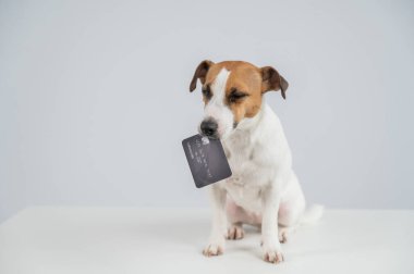 Ağzında beyaz bir banka kartı olan akıllı bir köpek.
