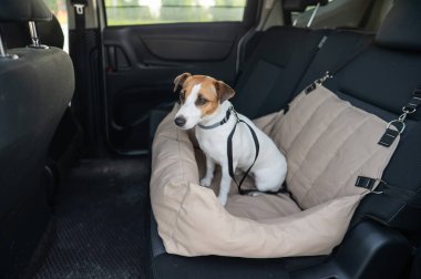 Jack Russell Terrier Köpeği Özel Araba Koltuğunda