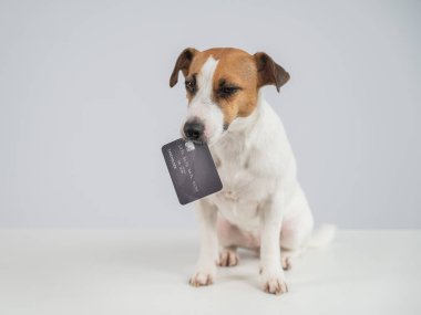 Ağzında beyaz bir banka kartı olan akıllı bir köpek.