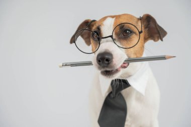 Jack Russell Terrier Köpeği Gözlüklü Kalem Tutucu