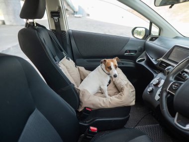 Jack Russell Terrier Köpeği Özel Araba Koltuğunda