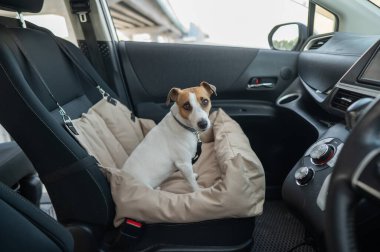 Jack Russell Terrier Köpeği Özel Araba Koltuğunda