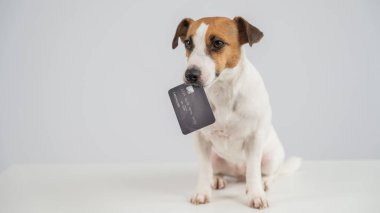 Ağzında beyaz bir banka kartı olan akıllı bir köpek.